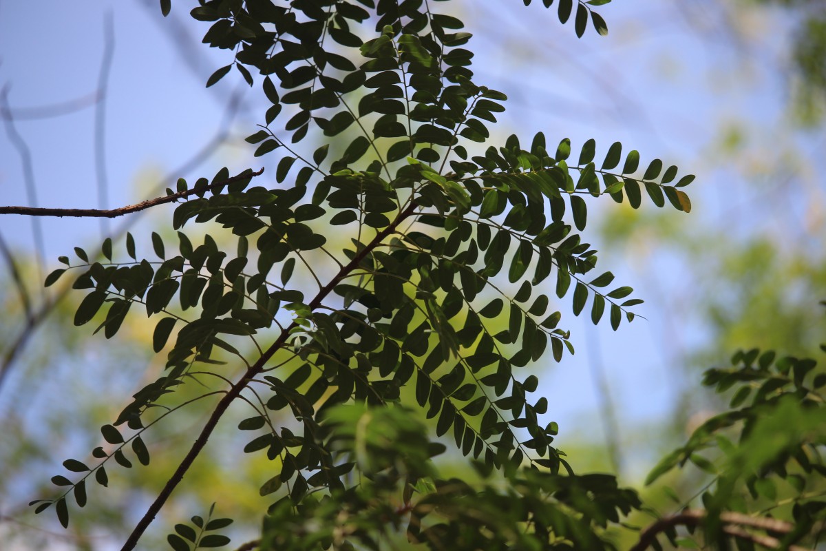 Chloroxylon swietenia DC.